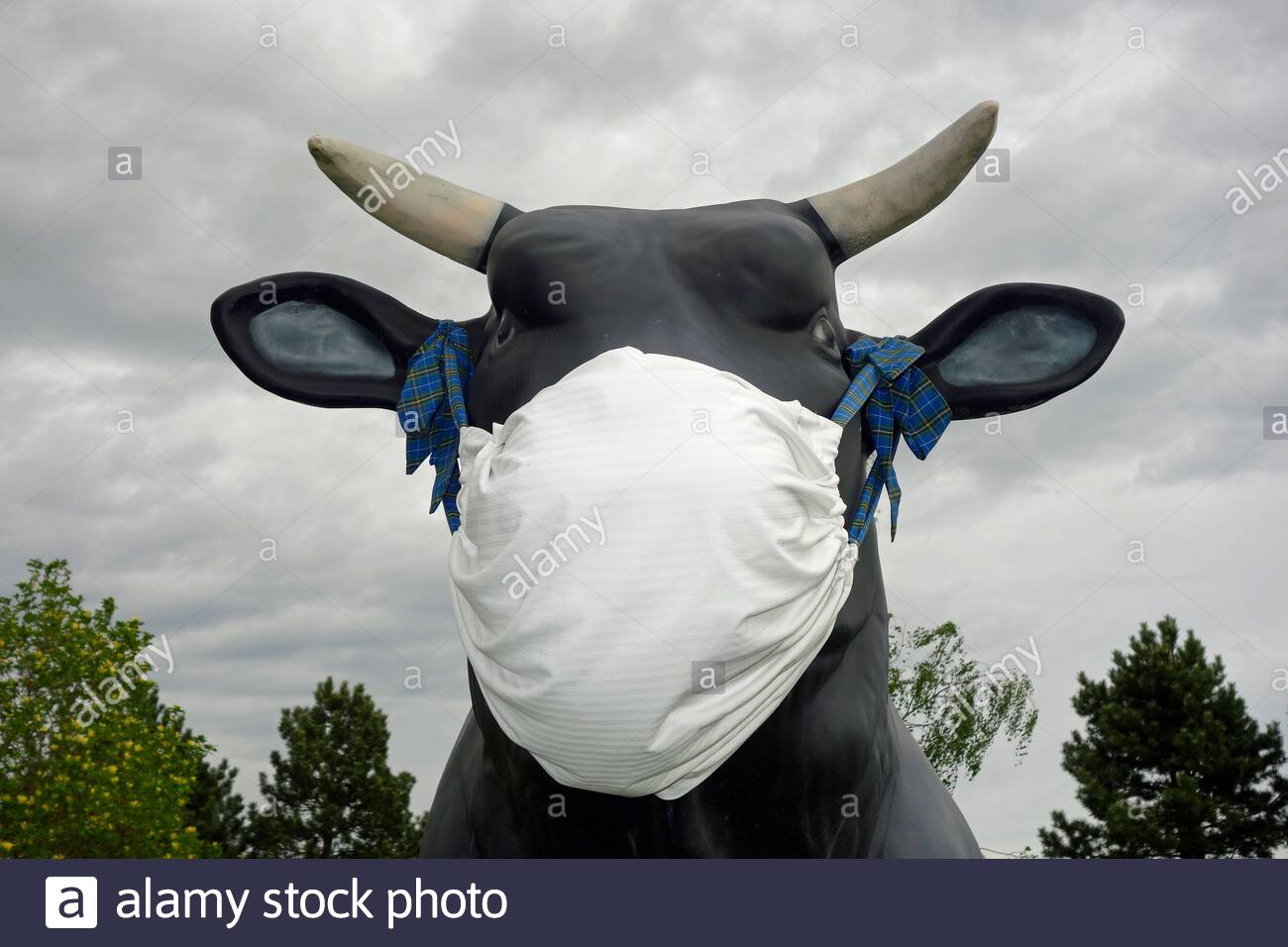 bull-with-surgical-mask-on-2C0MB53.jpg
