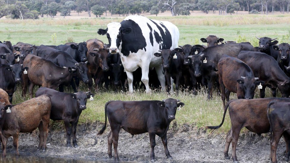 knickers-giant-cow.jpg