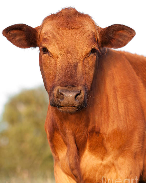 red cow.jpg