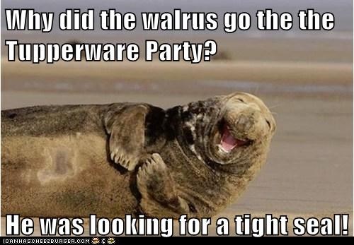 why-did-the-walrus-go-the-the-tupperware-party-he-was-looking-for-a-tight-seal.jpg