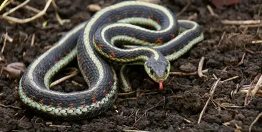 common-gartersnake1-1100x555.webp