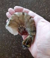 shrimp hand.jpg