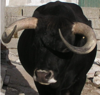 bull.PNG