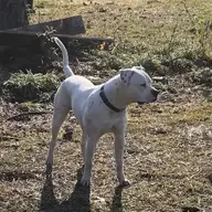 Bobbyc