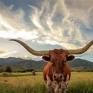 TexasSteve