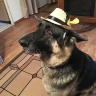 Jed